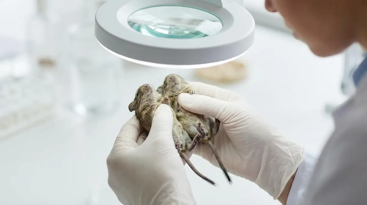 デグーの赤ちゃんの性別の見分け方