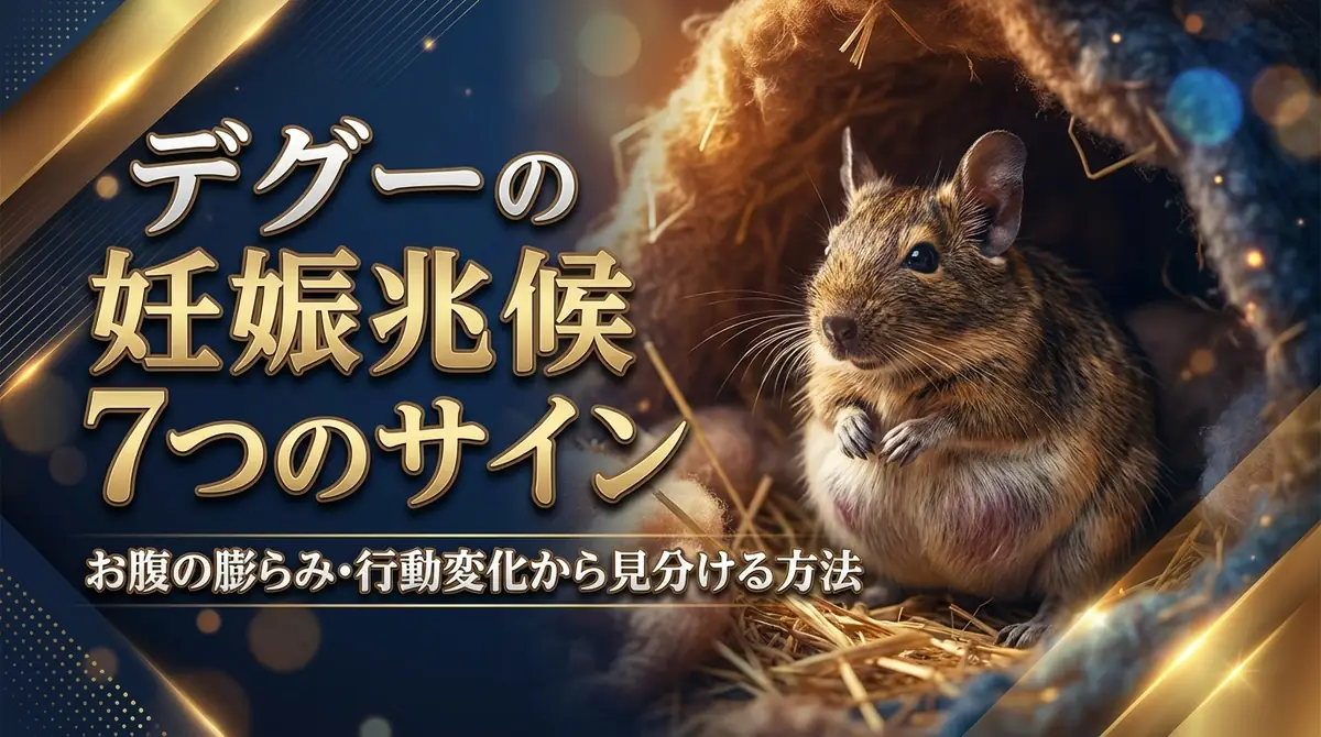 デグーの妊娠兆候7つのサイン|お腹の膨らみ・行動変化から見分ける方法