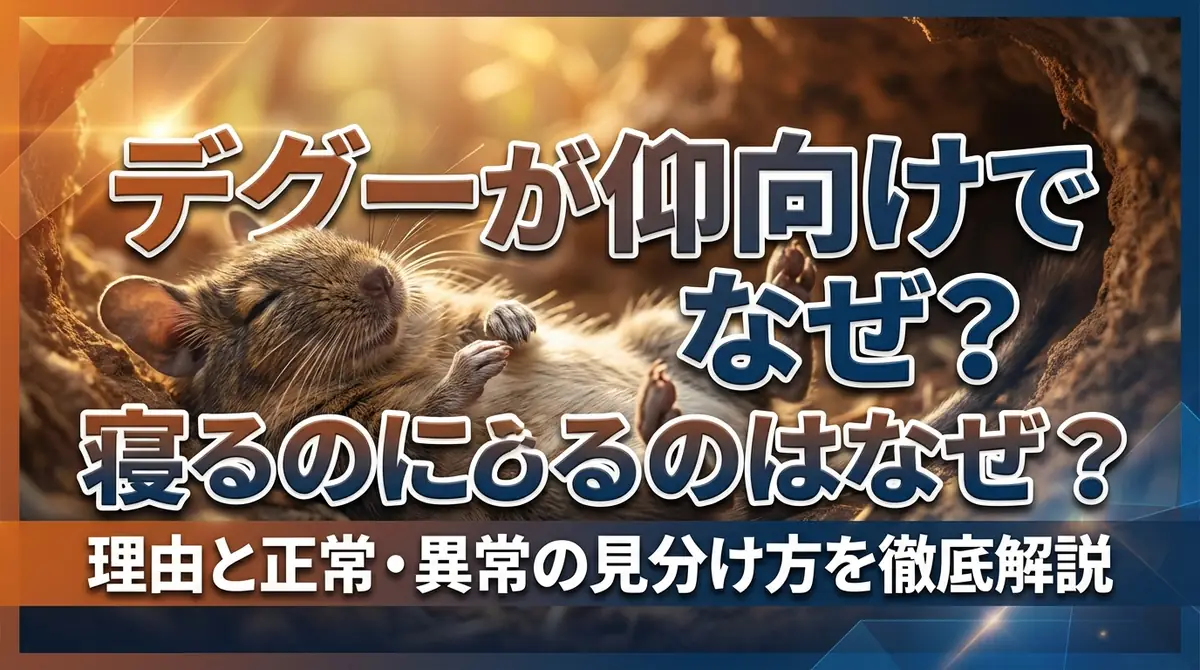 デグーが仰向けで寝るのはなぜ?理由と正常・異常の見分け方を徹底解説