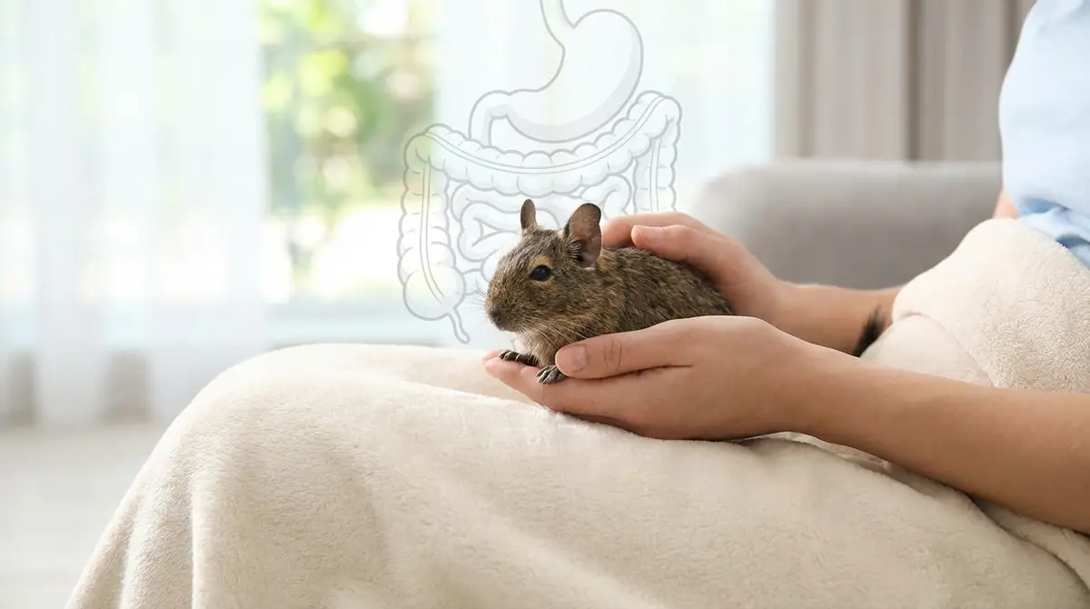 まとめ｜鼓腸症から愛デグーを守るために